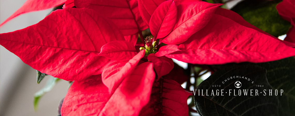 Picking a Perfect Poinsettia